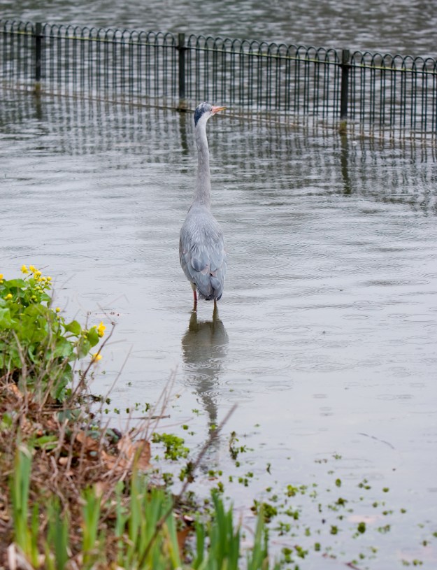 heron bird animal by roughcollie dreamstime