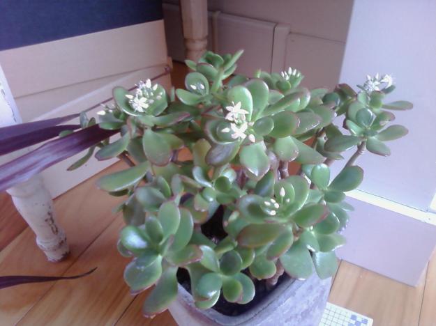 Jade blooms