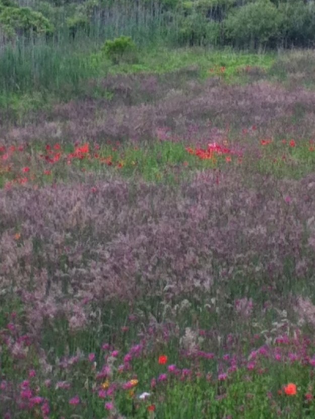 Giverney in Martha's Vinyard