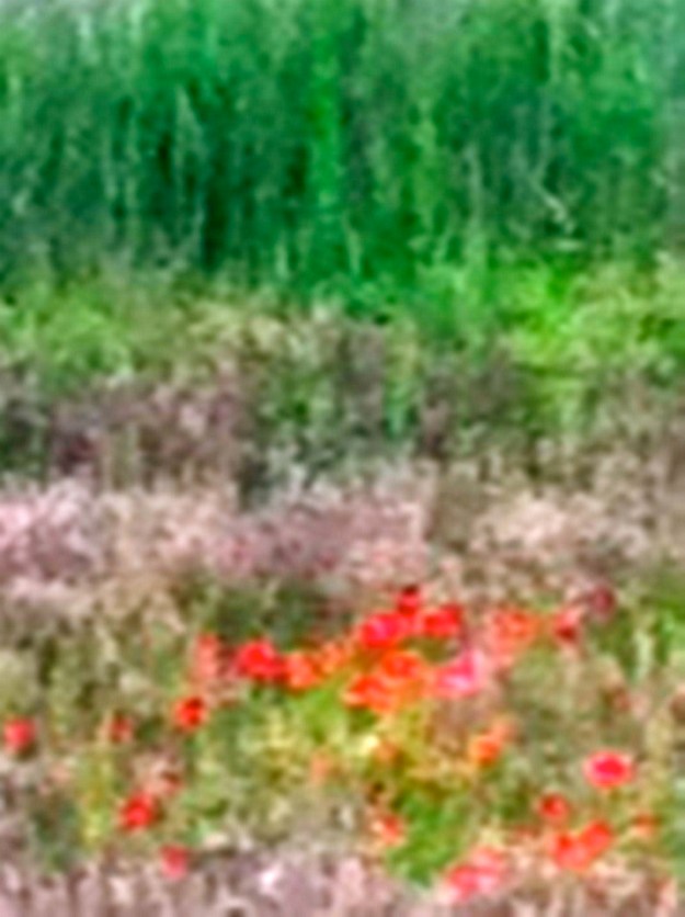 blurred close up of vinyard meadow