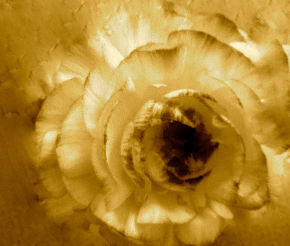 Indira Ganesan, Dreamflower, 2013