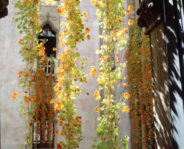 Hanging Nasturiums at Isabella Stewart Gardner Museum