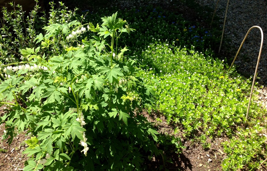 Indira Ganesan, Alba, sweet william, forget-me-nots, 2014