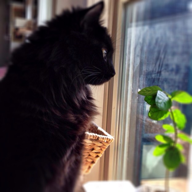 Indira Ganesan, Ocean with jasmine plant, 2014