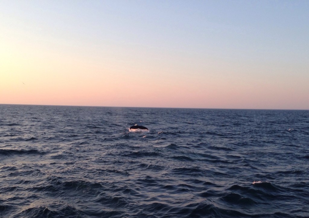 Indira Ganesan, whale spotting,2014