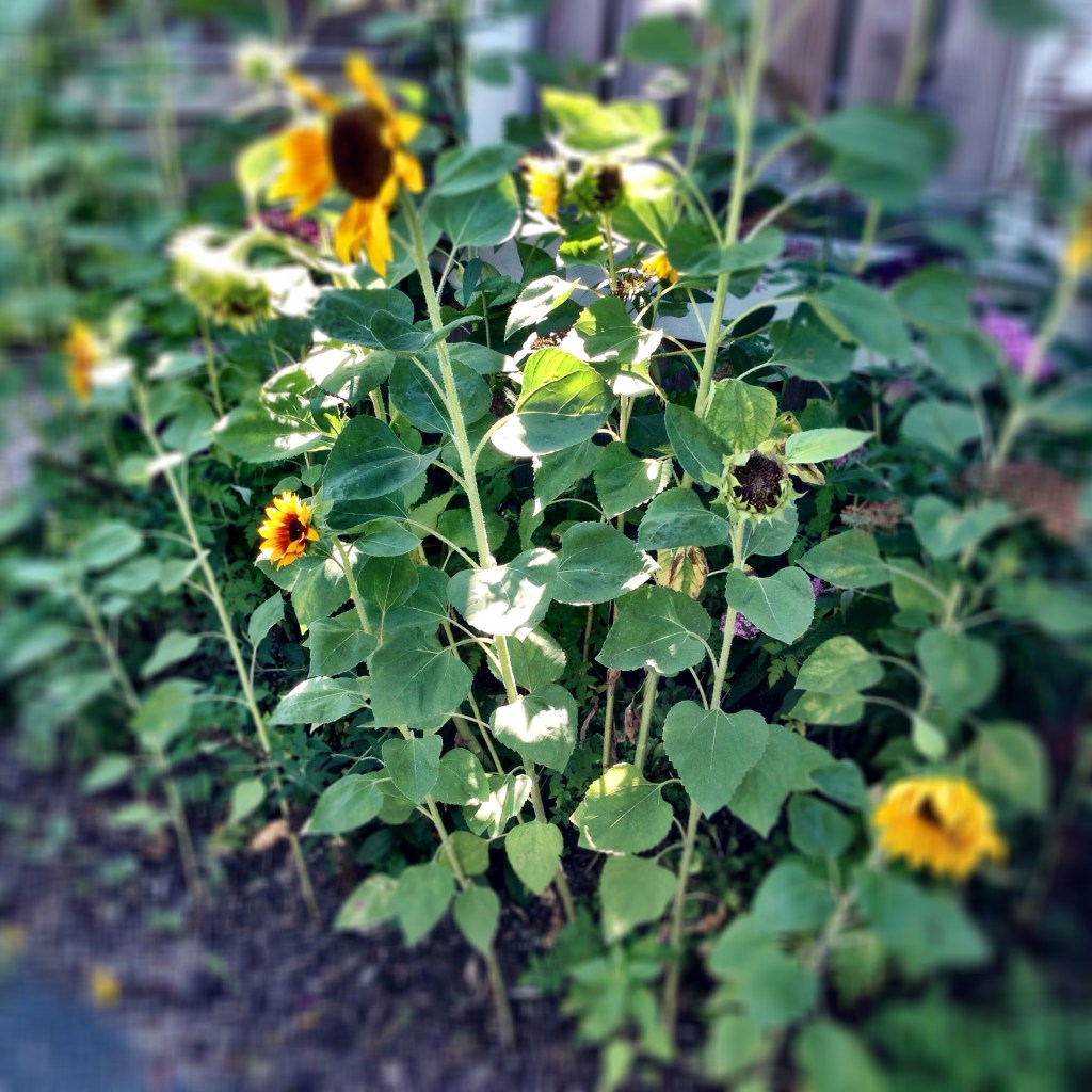 Indira Ganesan, Host of Golden Sunflowers, 2014