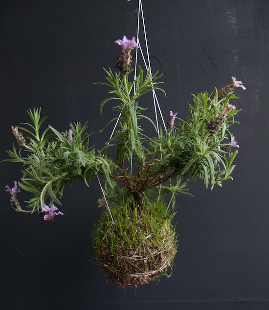 Lavender-looks-like-exotic-plant-when-hung-string-garden