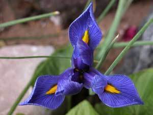 http://www.thriftyfun.com/tf/Gardening/Bulbs/Growing-Miniature-Iris-Dwarf-Iris-.html