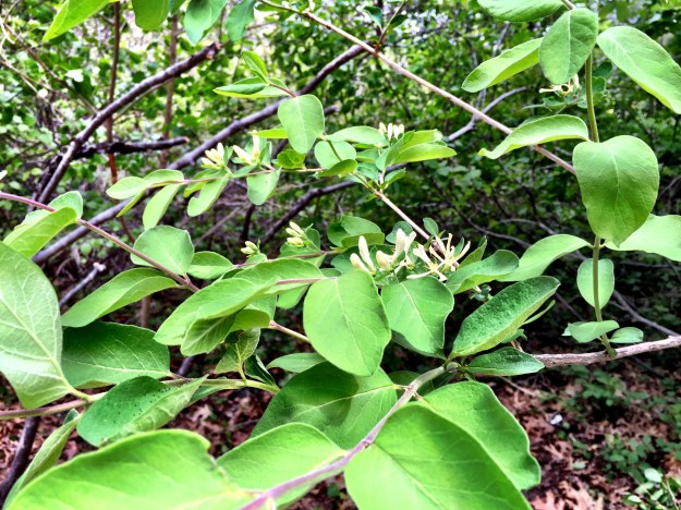 Wild honeysuckle