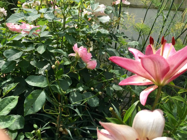 C.P.G.: rose and lily